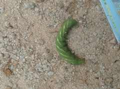 Theretra pallicosta