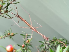 Archimantis latistyla