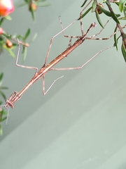 Archimantis latistyla