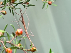 Archimantis latistyla