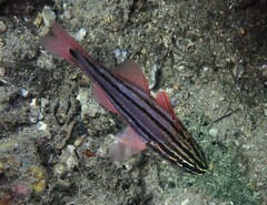 Ostorhinchus limenus