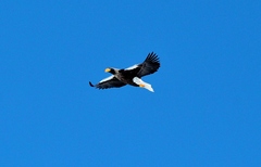 Haliaeetus pelagicus