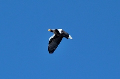 Haliaeetus pelagicus