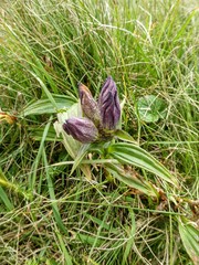 Gentiana pannonica