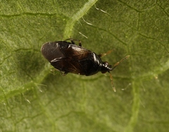 Orius niger