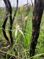 Caladenia venusta