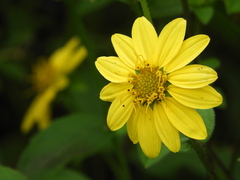 Silphium asteriscus