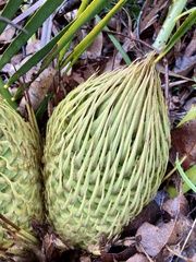 Macrozamia riedlei