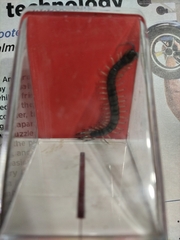 Hemiscolopendra marginata