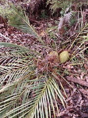 Macrozamia riedlei