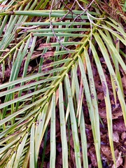 Macrozamia riedlei
