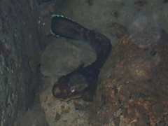 Sicyopterus