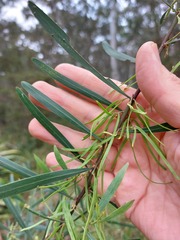 Acacia stricta