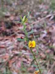 Bossiaea stephensonii