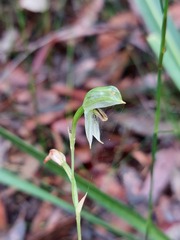 Pterostylis longifolia