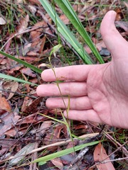 Pterostylis longifolia