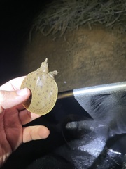 Apalone spinifera aspera