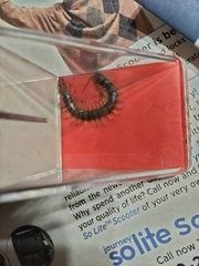 Hemiscolopendra marginata