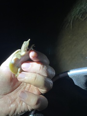 Apalone spinifera aspera