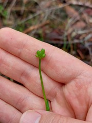 Burchardia umbellata