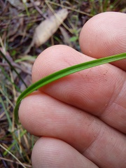 Burchardia umbellata