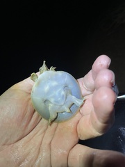 Apalone spinifera aspera