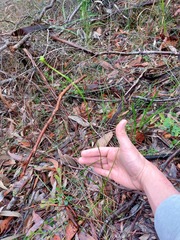 Burchardia umbellata