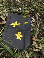 Bulbine bulbosa