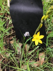 Bulbine bulbosa