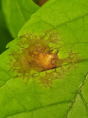 Asteroma