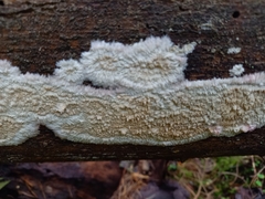 Phlebia centrifuga