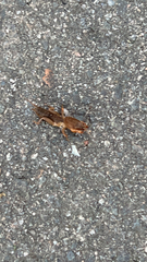 Neoscapteriscus vicinus