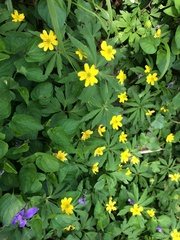Anemonoides ranunculoides