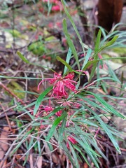 Grevillea oleoides