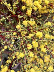 Acacia pulchella