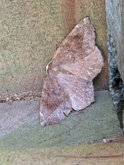 Eutrapela clemataria