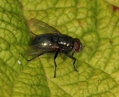 Phormia regina