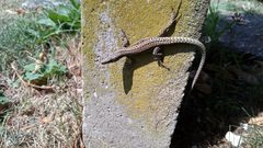 Podarcis muralis
