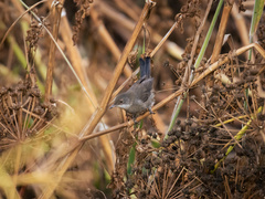 Curruca melanocephala