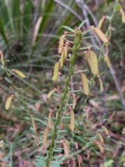 Bossiaea stephensonii