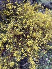 Acacia pulchella