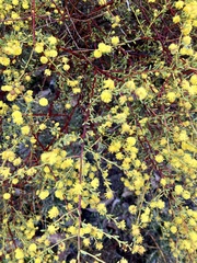 Acacia pulchella