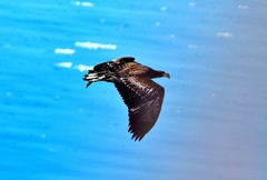 Haliaeetus pelagicus