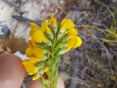 Dillwynia floribunda