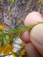 Dillwynia floribunda