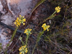 Dillwynia floribunda