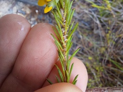 Dillwynia floribunda