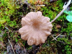 Arrhenia rickenii