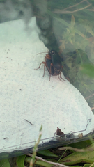 Pseudoophonus