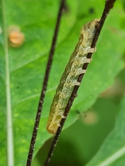 Anaplectoides prasina